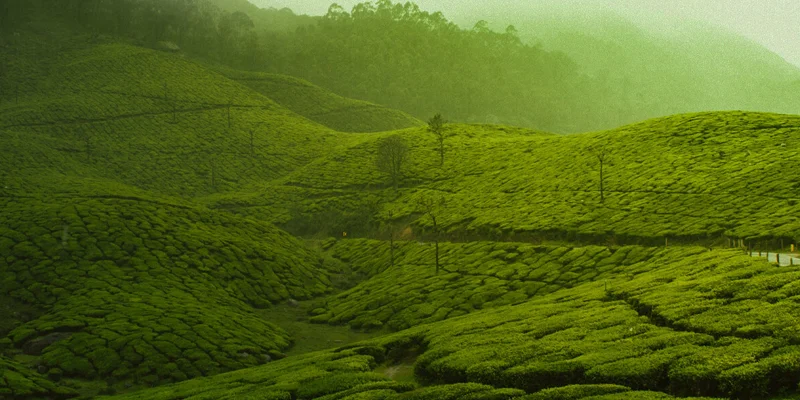 Edenwoods tea plantations