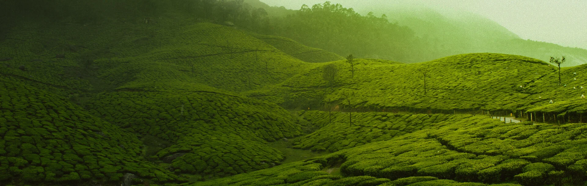 Edenwoods munnar tea plantations